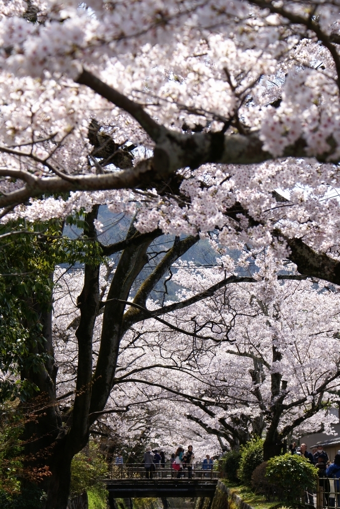 桜に包まれて