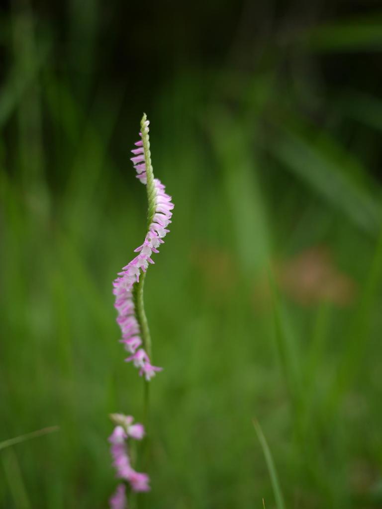 見返り美花