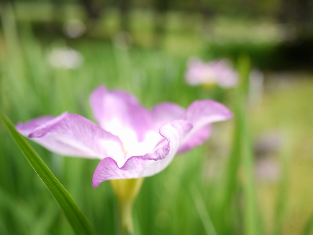 夏さそう