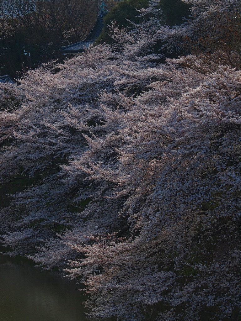 千鳥ヶ淵の桜