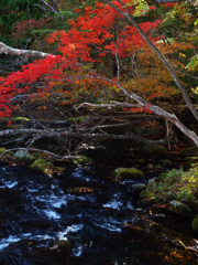 湯滝への流れ