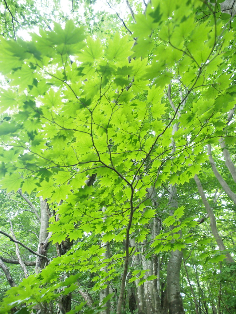 P7082601