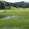 8月の湿原
