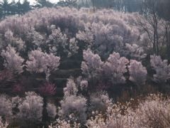 朝日・東海桜