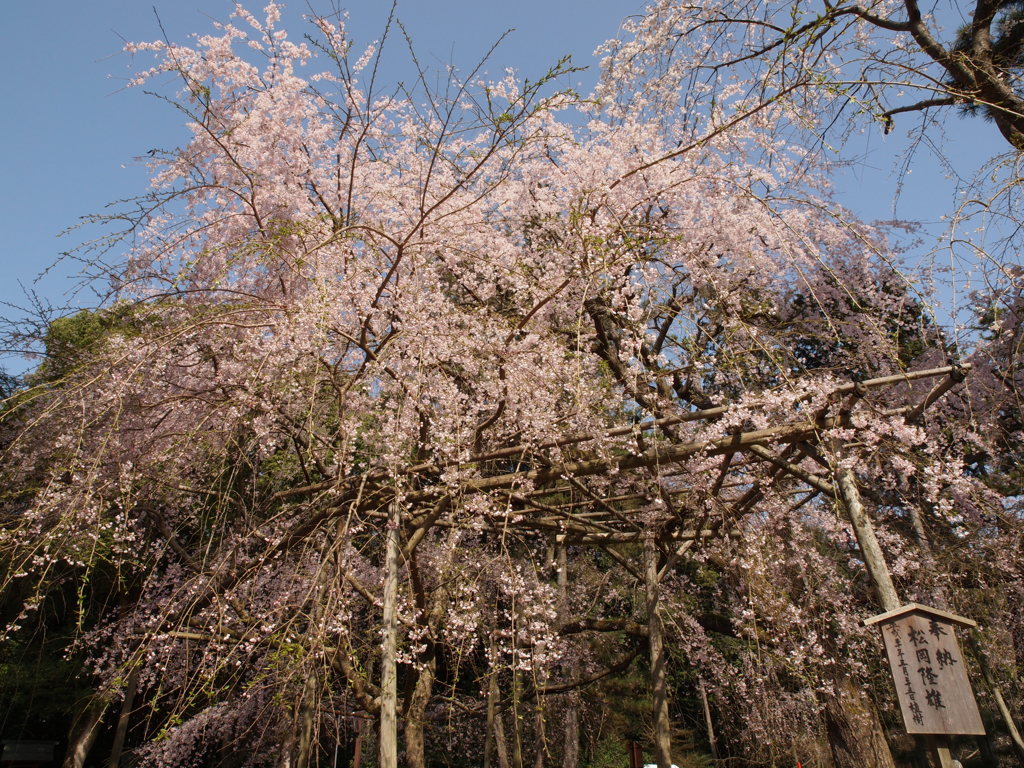 醍醐寺・・