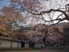 醍醐寺・・