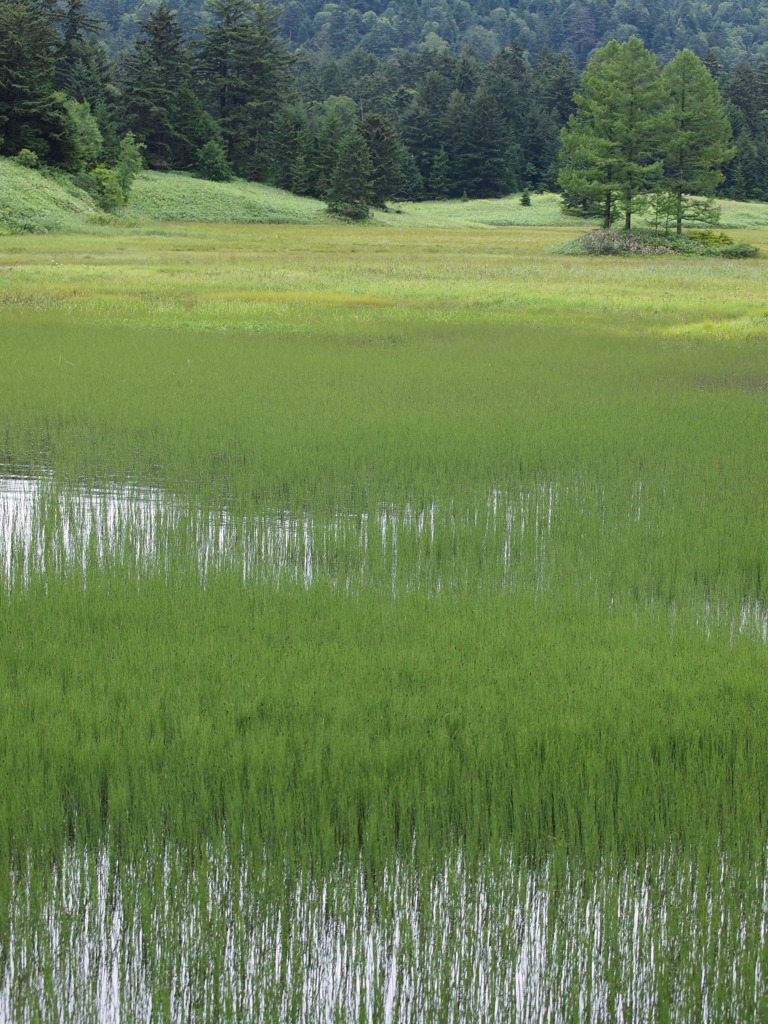 尾瀬：沼の畔