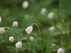 お辞儀ニリンソウ