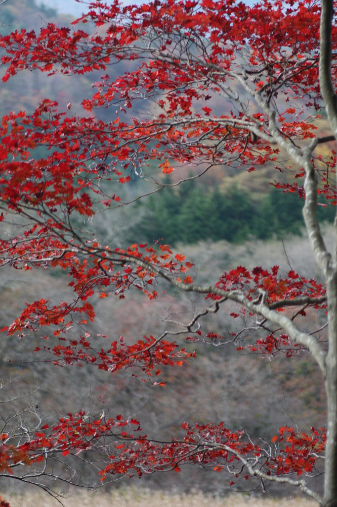 那須塩原・・・大沼