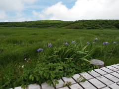 初夏の高原