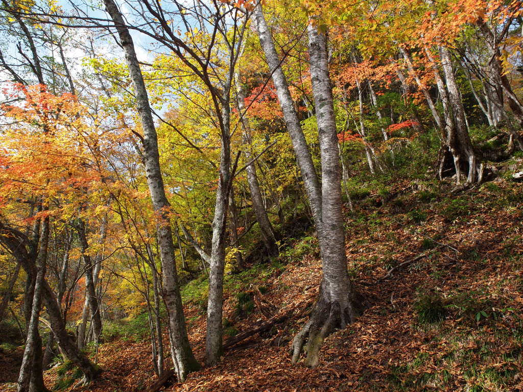 鬼怒川・八丁の紅葉