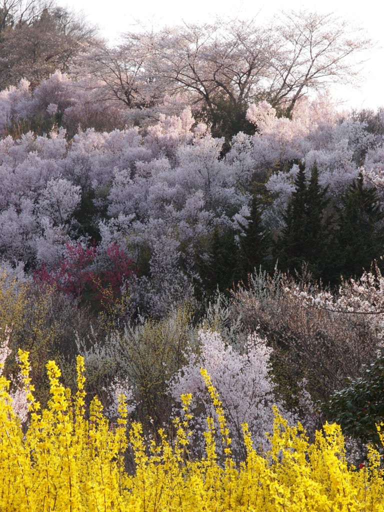 山の桜