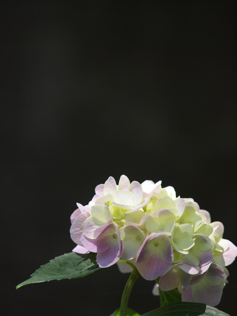 林間・紫陽花