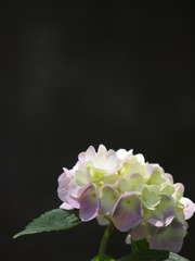 林間・紫陽花