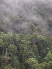 霧・・