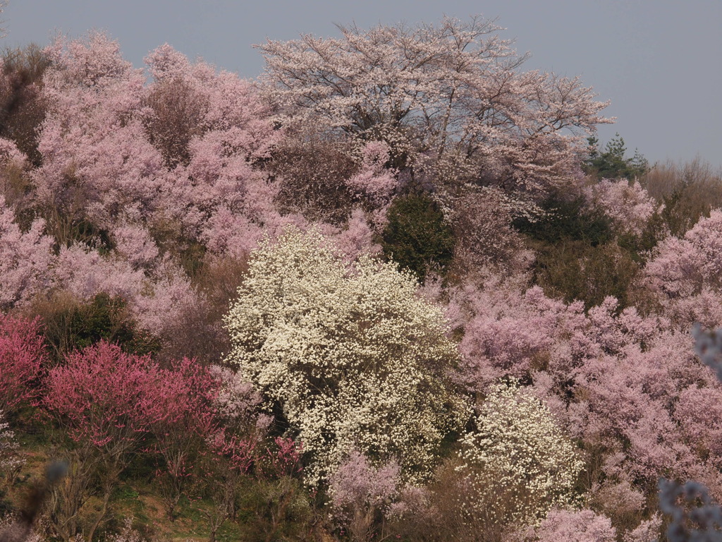 山の桜２
