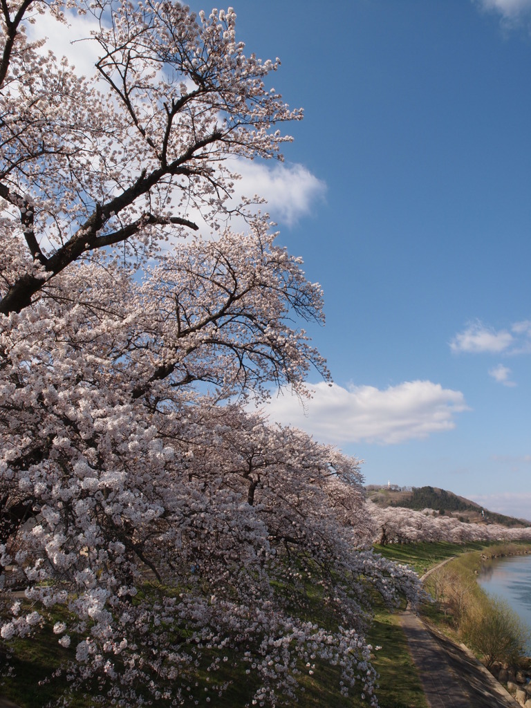 川沿いの桜