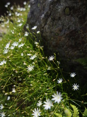花・・標高 2909m