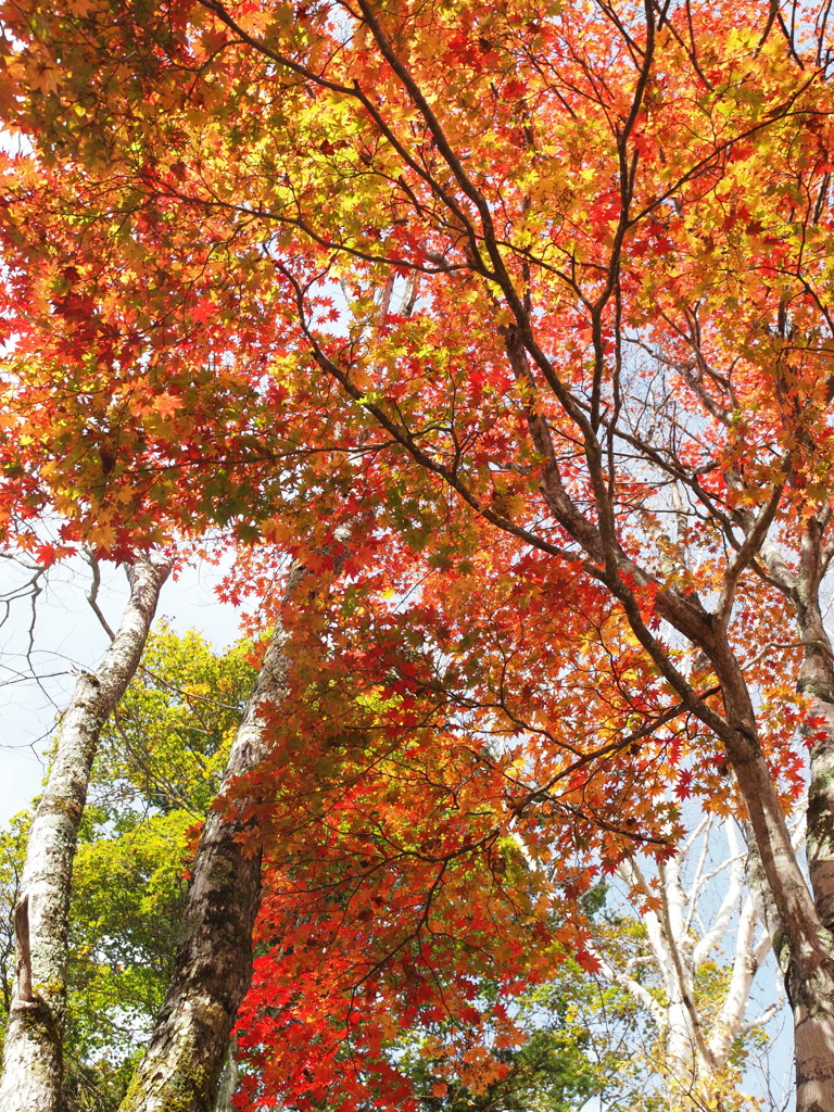 奥鬼怒・八丁の湯