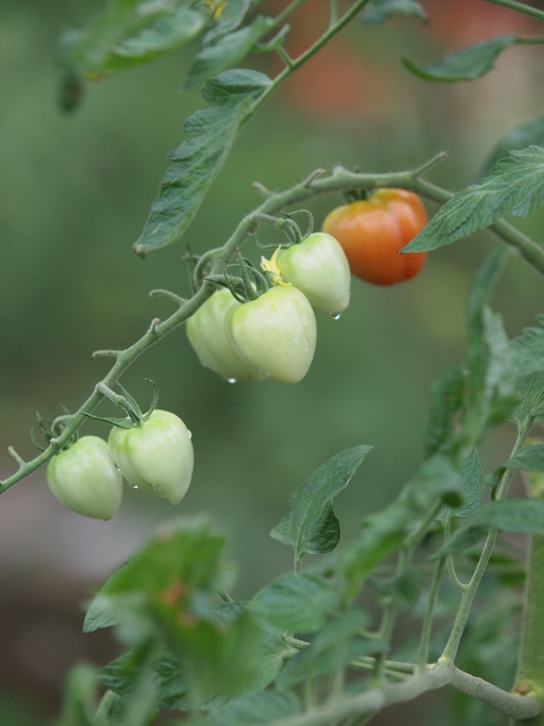 雨上りtomato