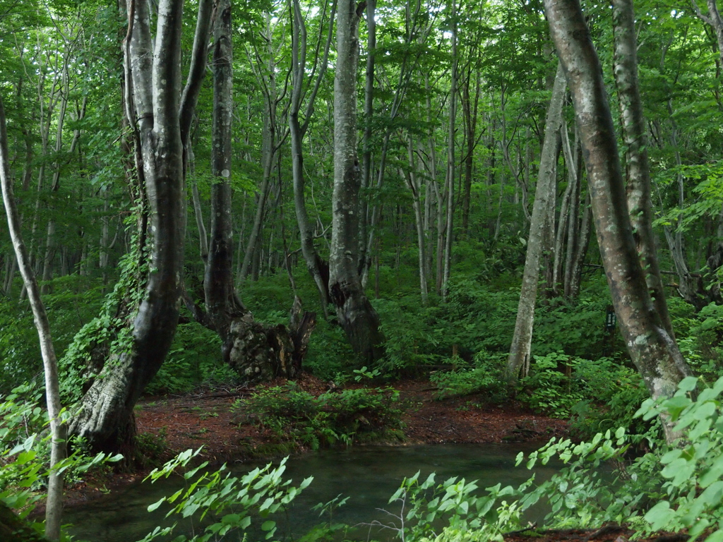 Forest