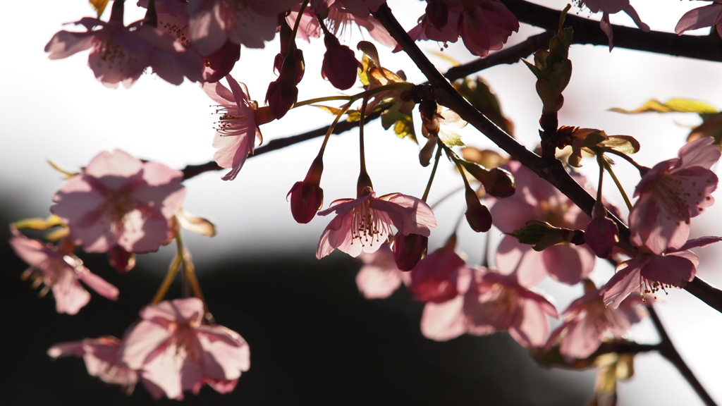 寒桜