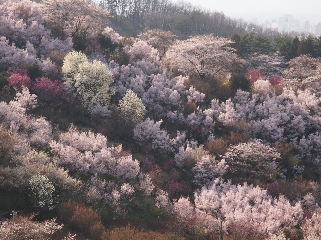 山の桜３