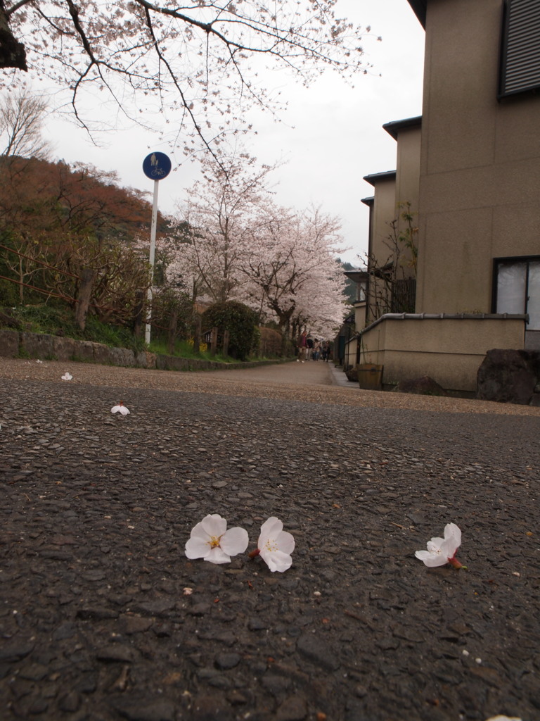 雨後・・哲学道