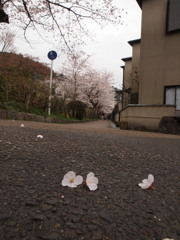 雨後・・哲学道