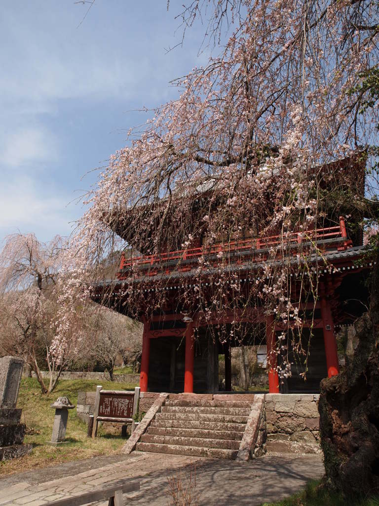 大運寺の桜・・