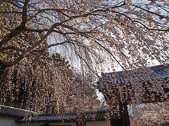 醍醐寺・・