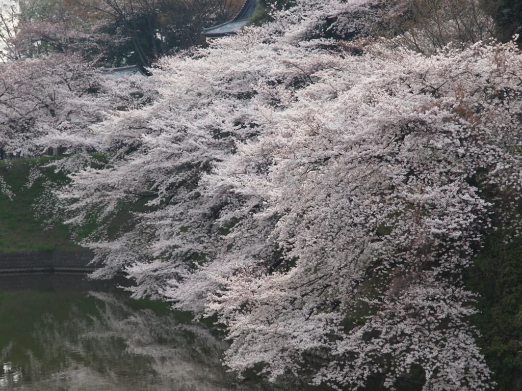 千鳥が淵