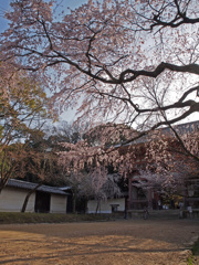 醍醐寺・・