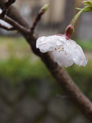 雨・哲学道