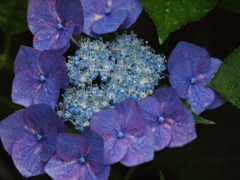 Blue・・