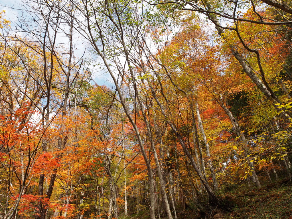 鬼怒川・八丁の紅葉