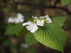葉脈・山の紫陽花