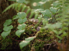 雨あがりの森