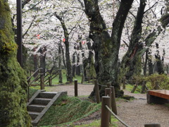 秋田の桜