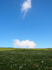 北ノ俣岳の花畑