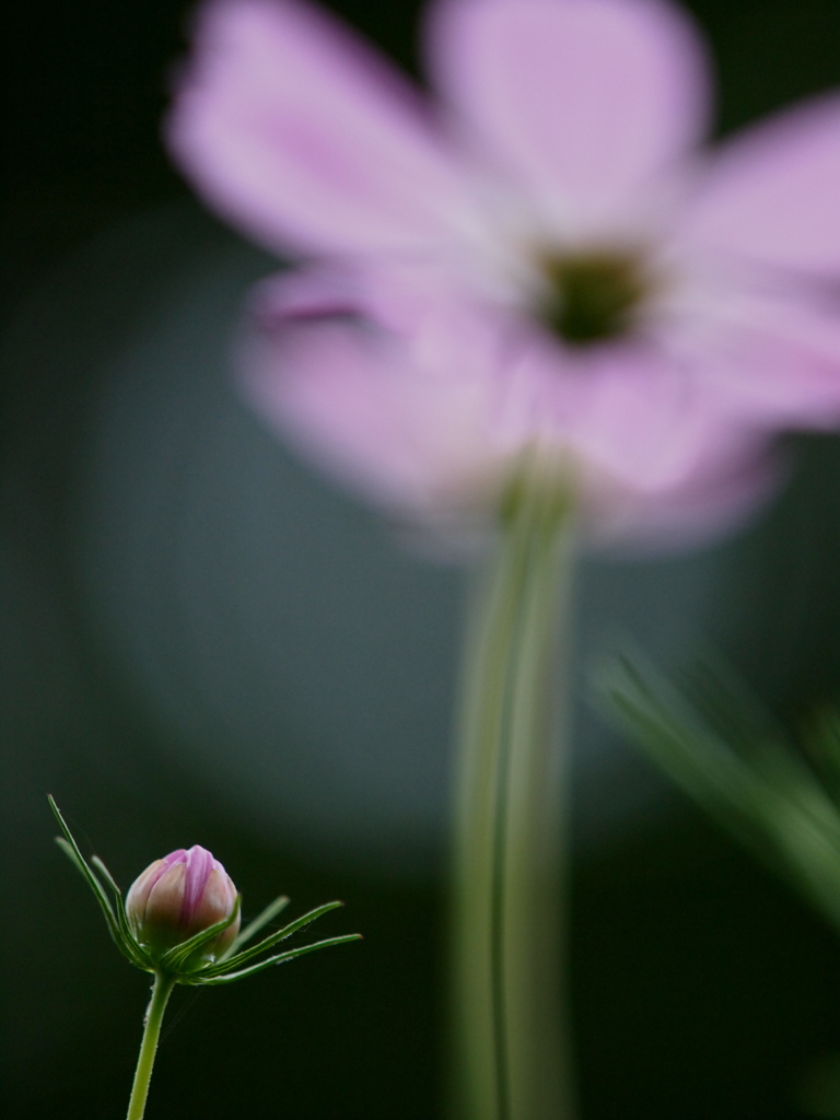 Adore (I wish・・)
