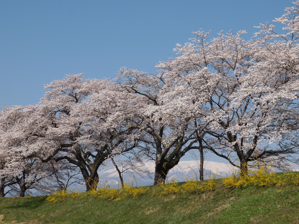 蔵王山