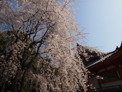 醍醐寺・・