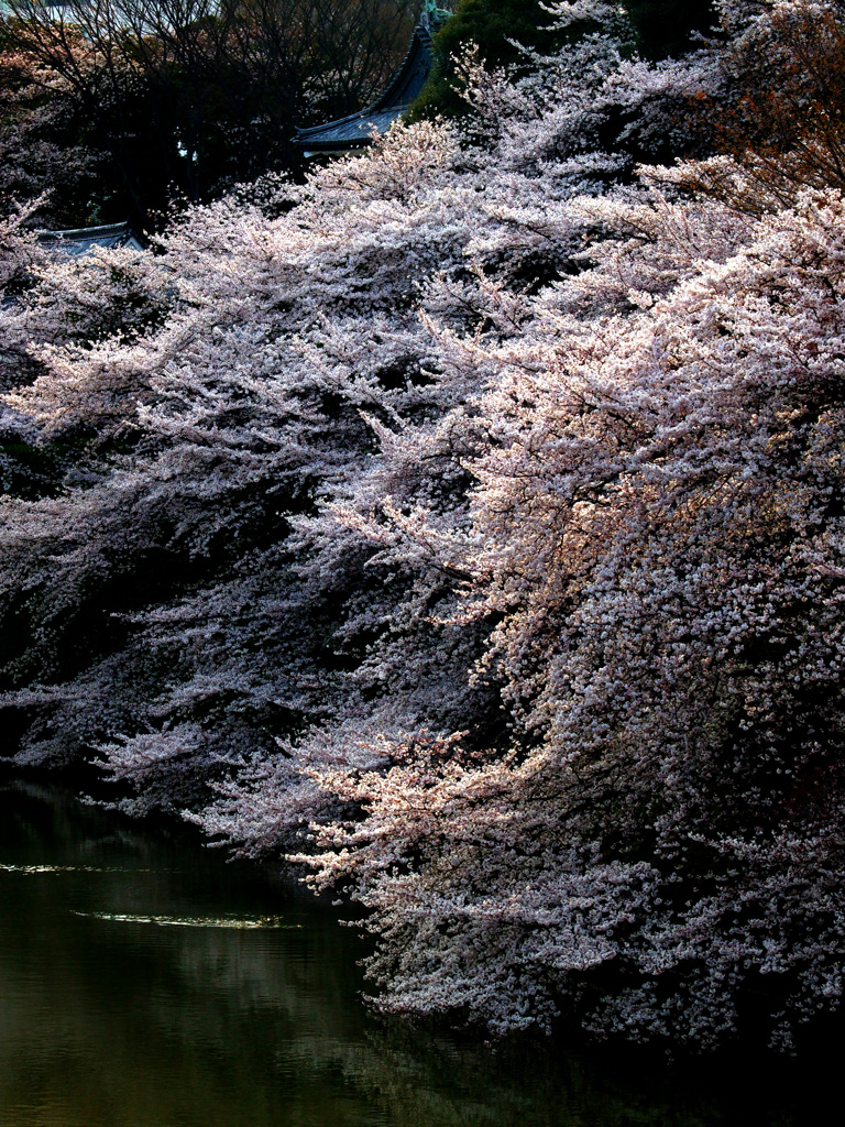 千鳥ヶ淵