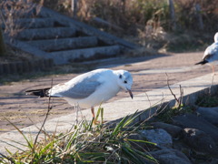 「お疲れさました～っ」