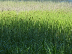 湖畔のグラデーション