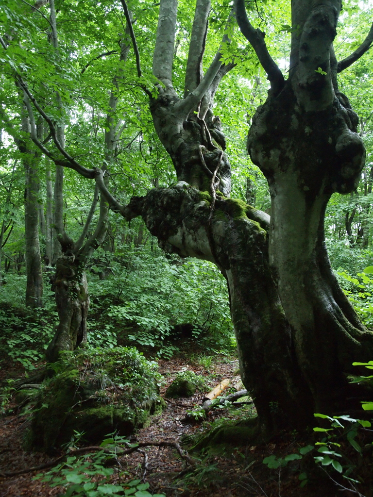 deep in the Forest