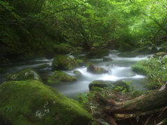 flow in the Forest