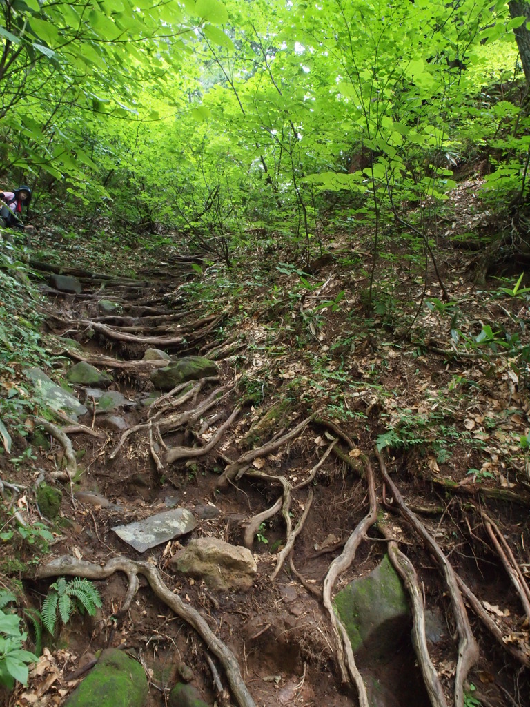 森の回廊・・