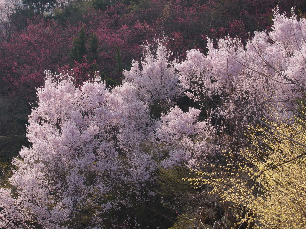 朝の桜